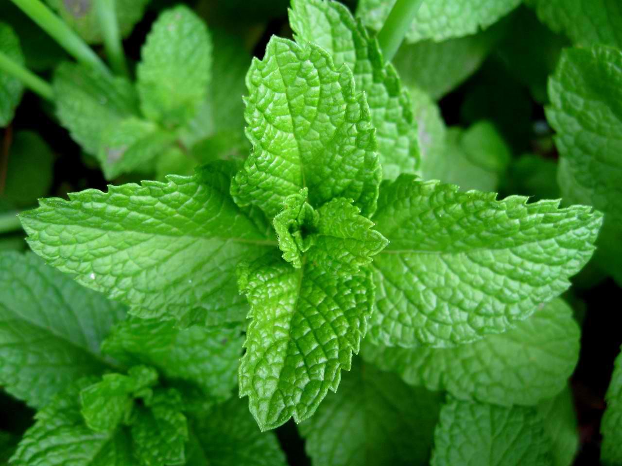 Cara Herbal Mengobati- daun peppermint