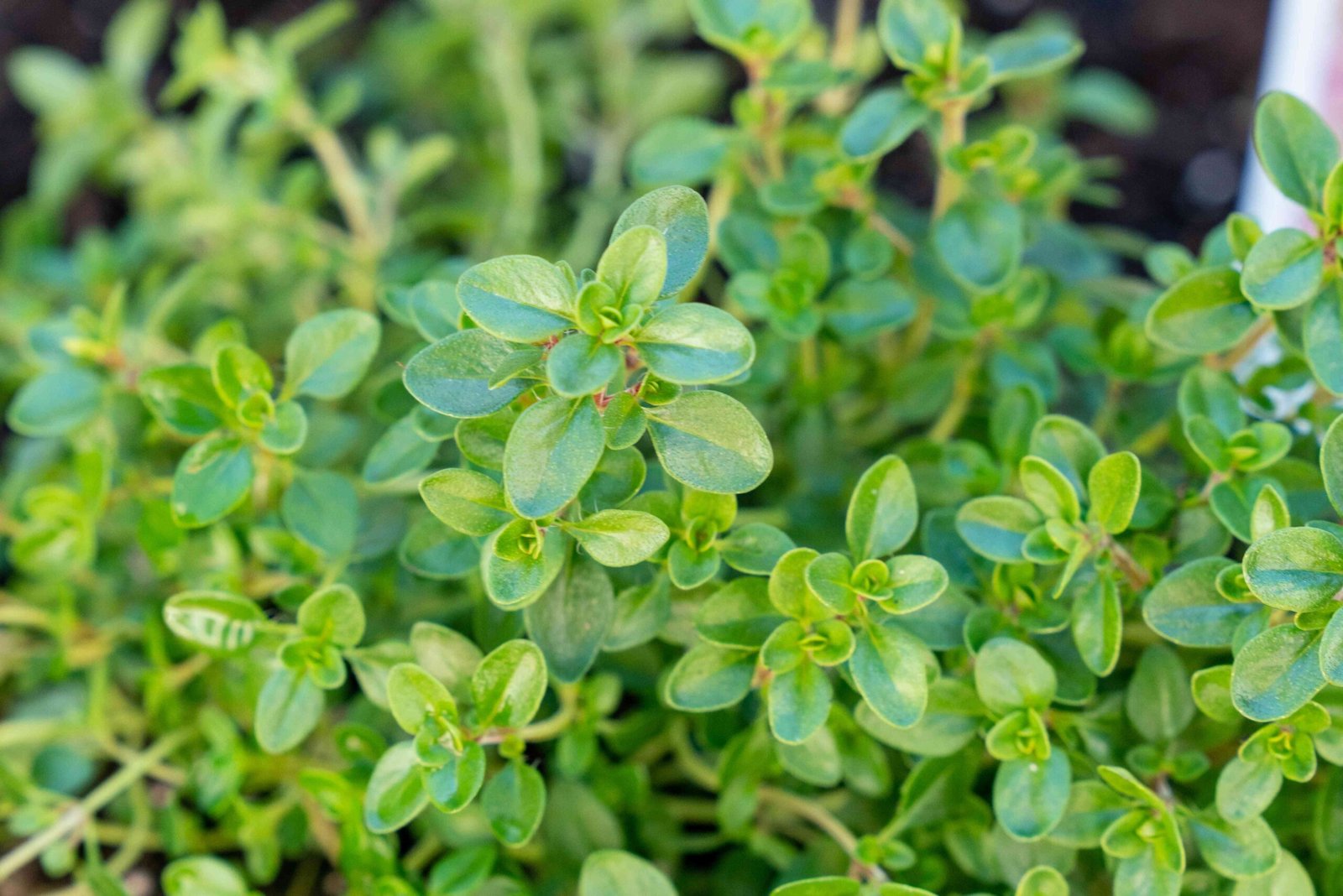 Cara Herbal Mengobati - tanaman thyme
