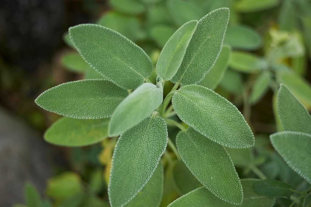 Cara Herbal Mengobati - daun sage