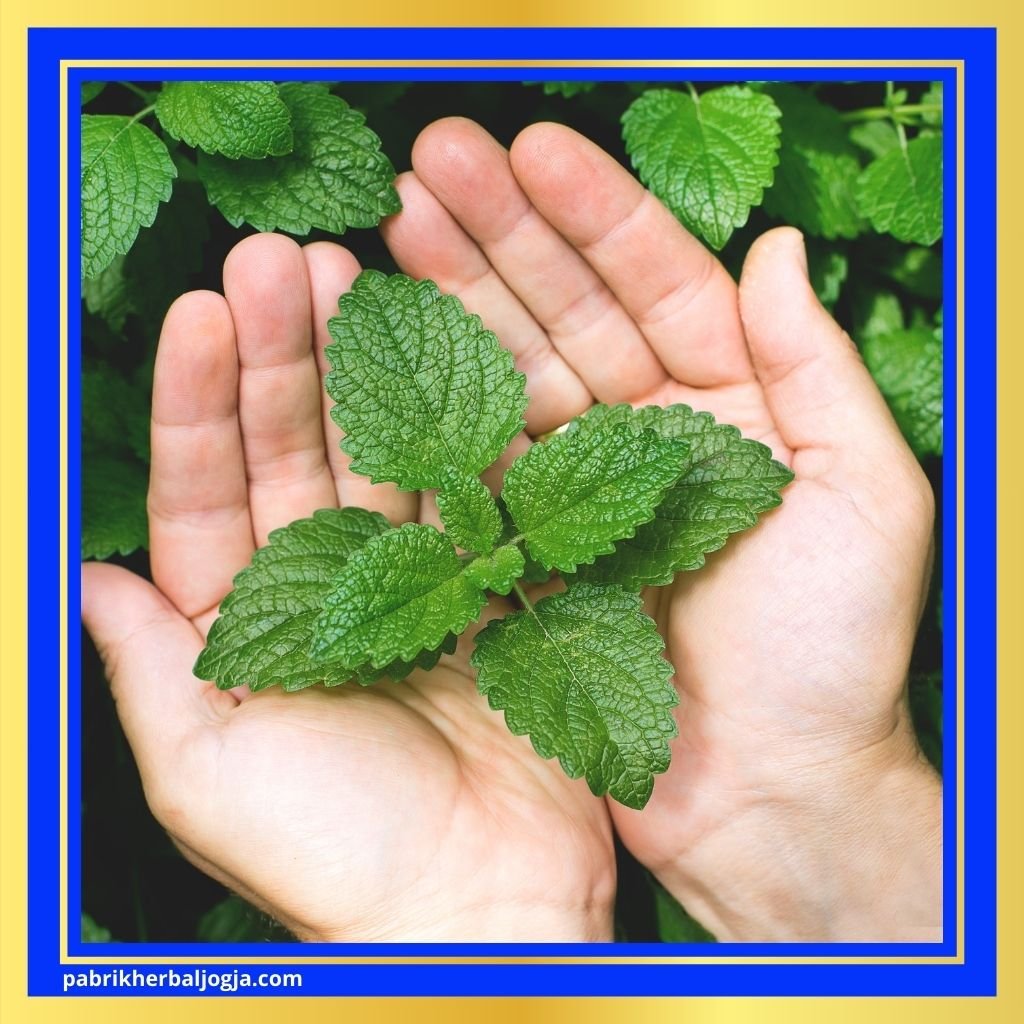 cara herbal mengobati batuk sesak