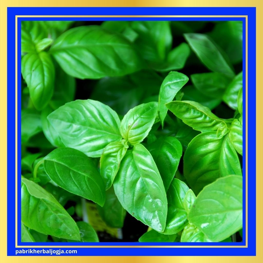 Cara mengobati tipes secara herbal 