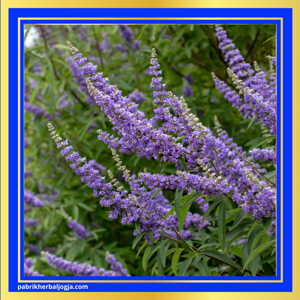 Herbal Alami untuk Mendukung Kesuburan