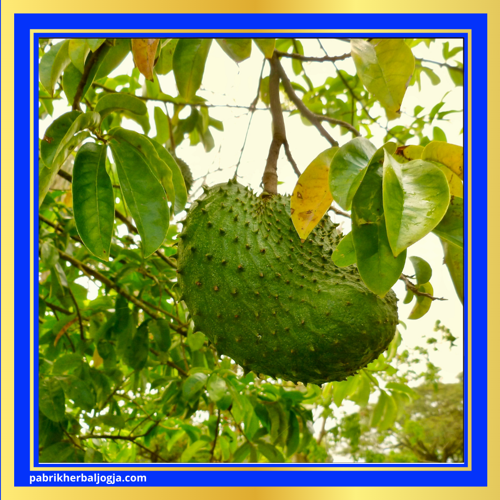 Herbal Mengatasi Gangguan Prostat