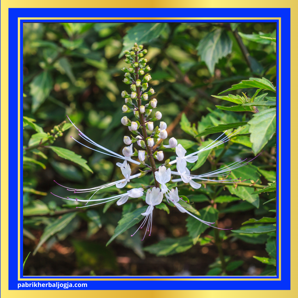 Herbal Mengatasi Gangguan Prostat