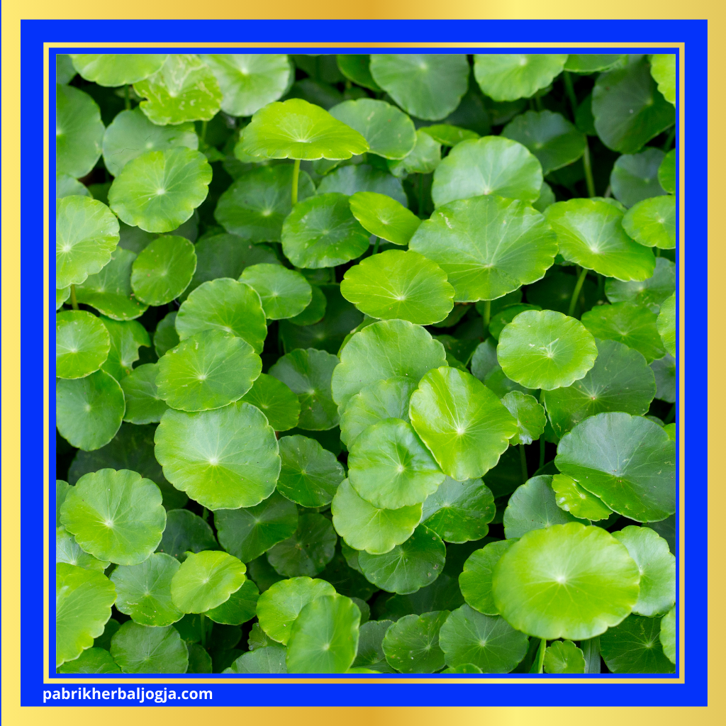 Herbal Mengatasi Gangguan Prostat