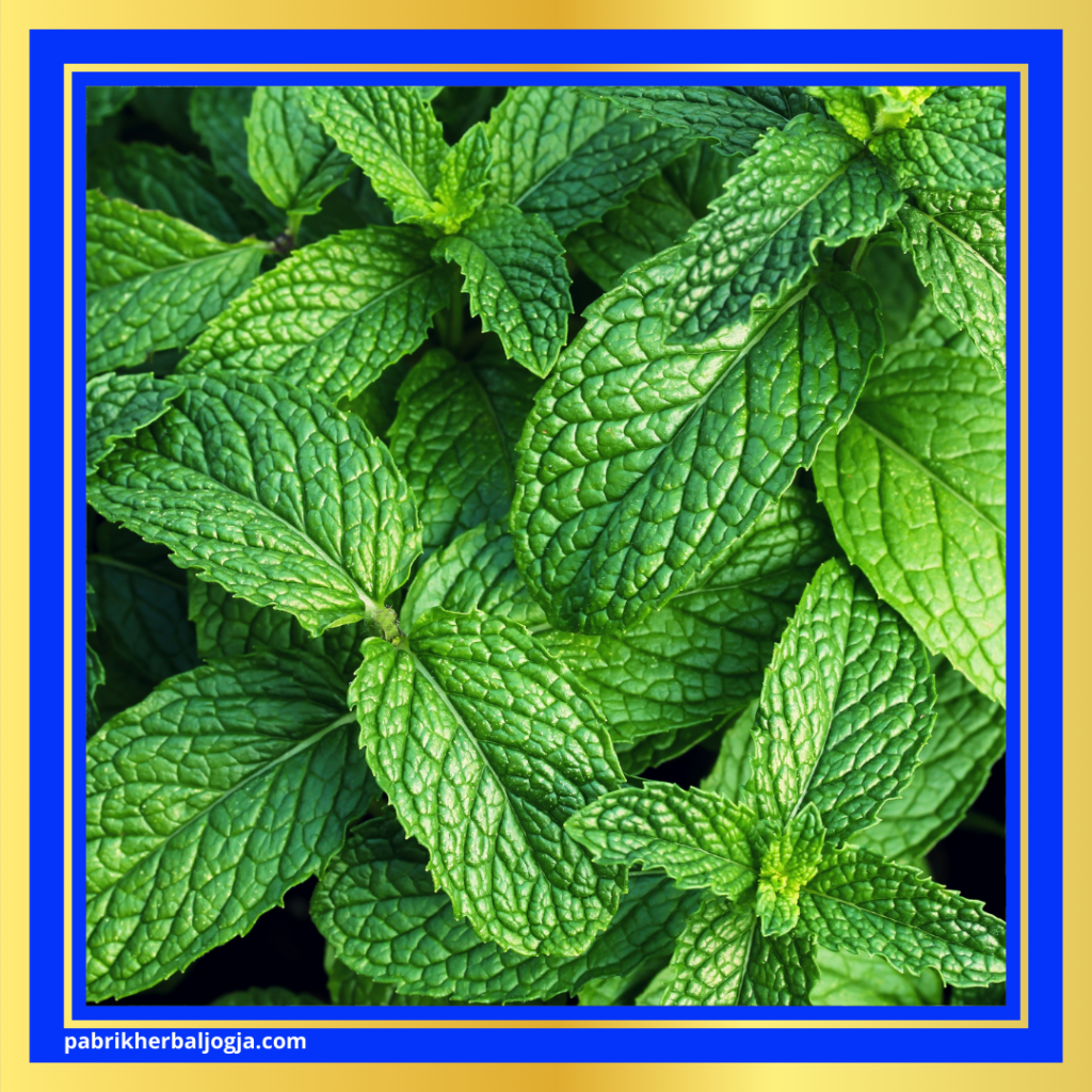 Daun Herbal Ampuh untuk Meredakan Batuk 