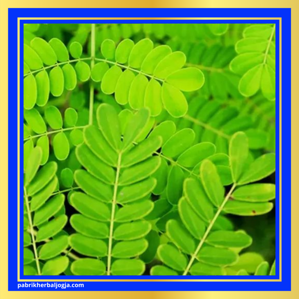 Daun Herbal Ampuh untuk Meredakan Batuk 