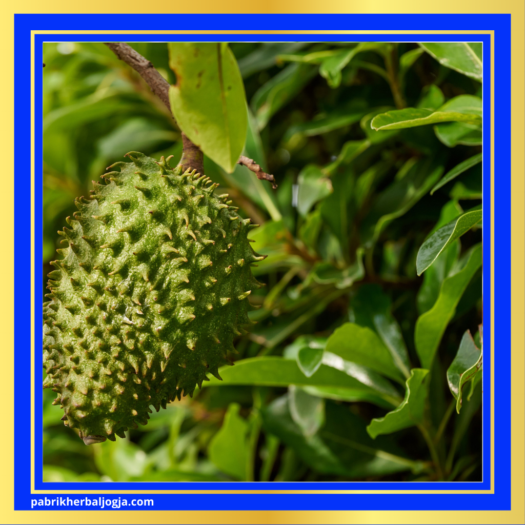 Ramuan Alami untuk Mengobati Asam Urat