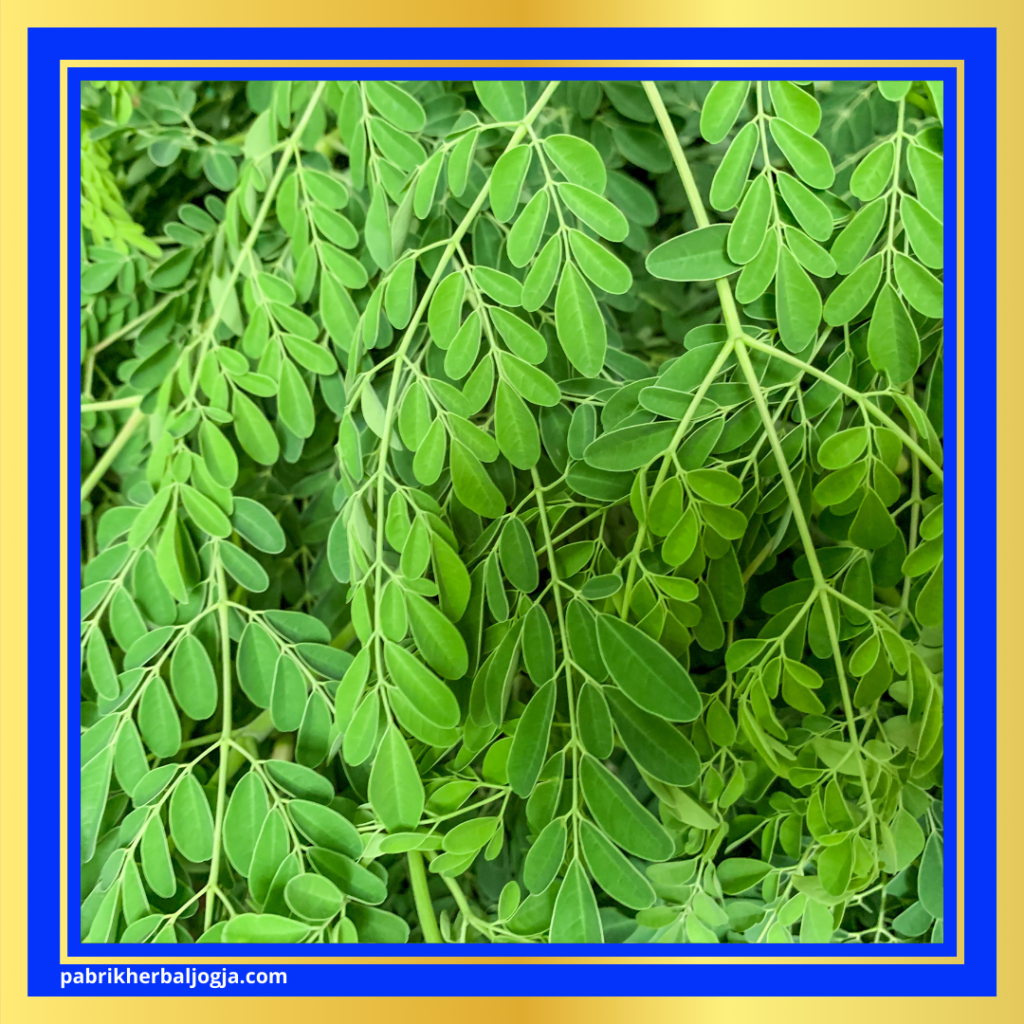 Daun Herbal Ampuh untuk Meredakan Batuk 