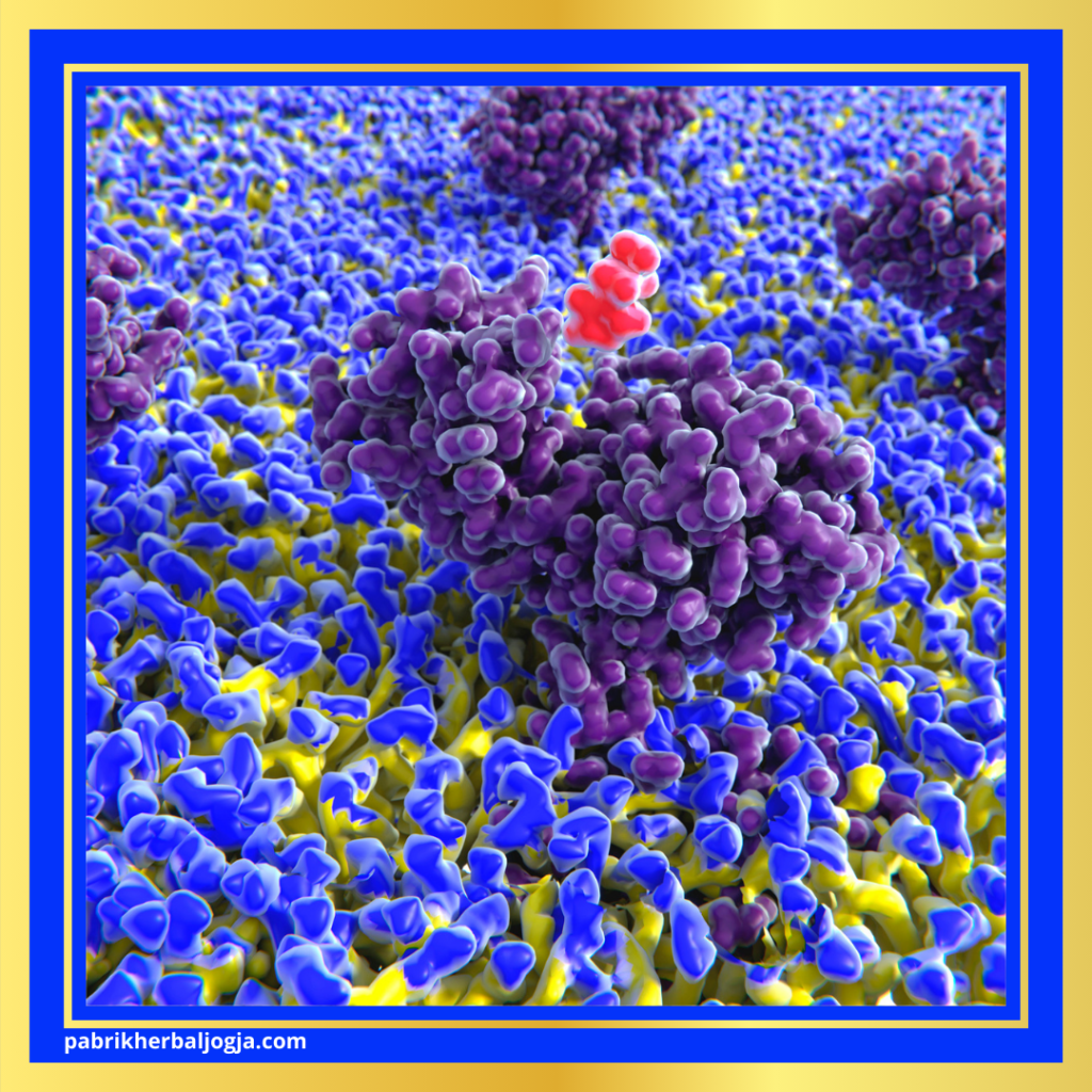 Herbal Alami untuk Penyakit Autoimun