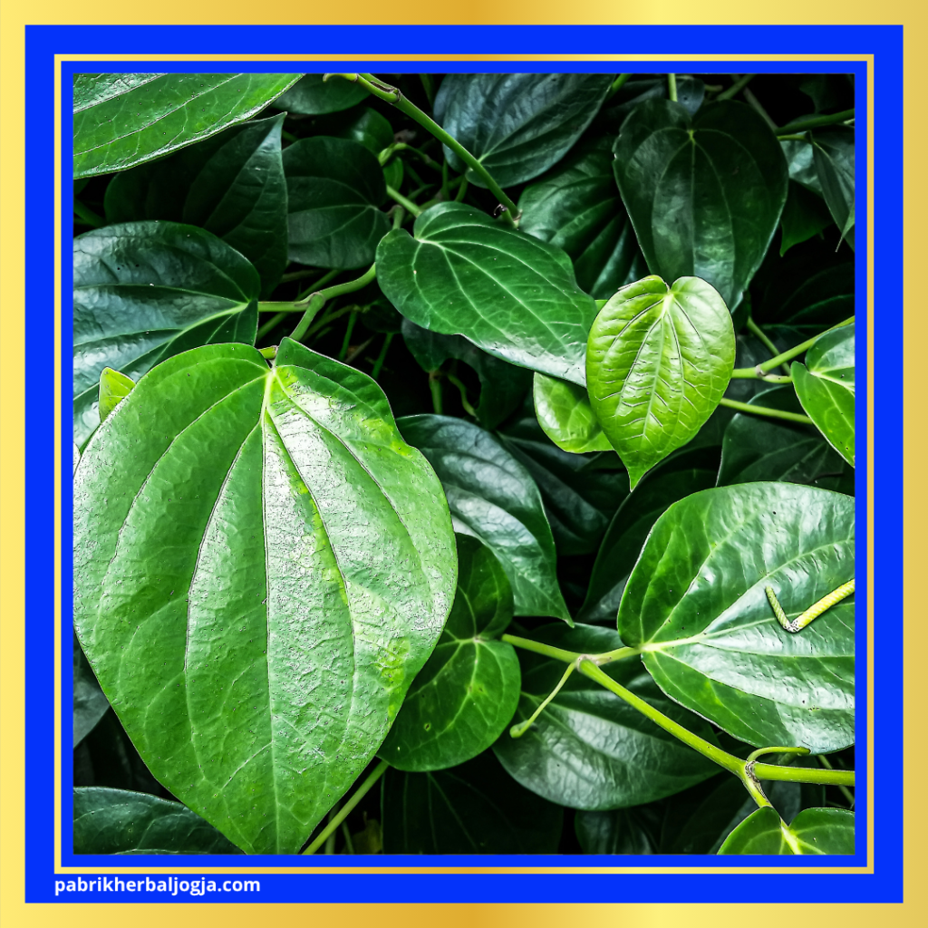 Herbal Mengatasi Keputihan