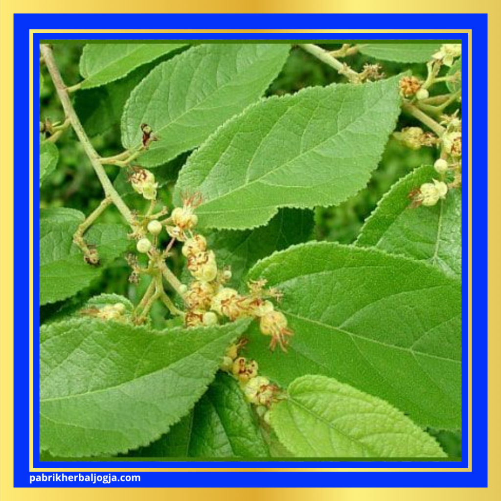 Herbal Mengatasi Keputihan