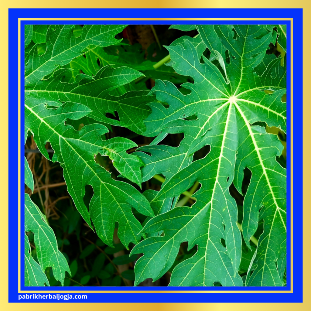 Herbal Mengatasi Keputihan