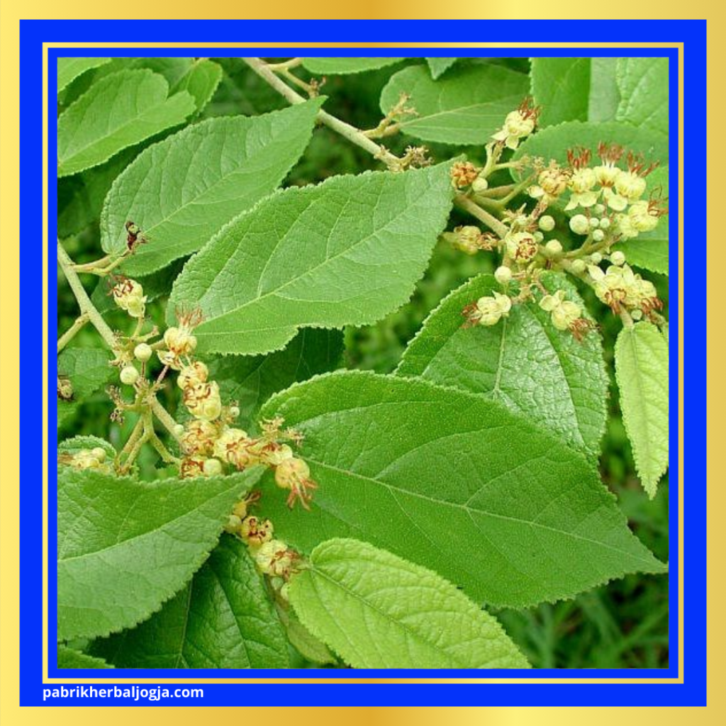Herbal Membantu Program Diet
