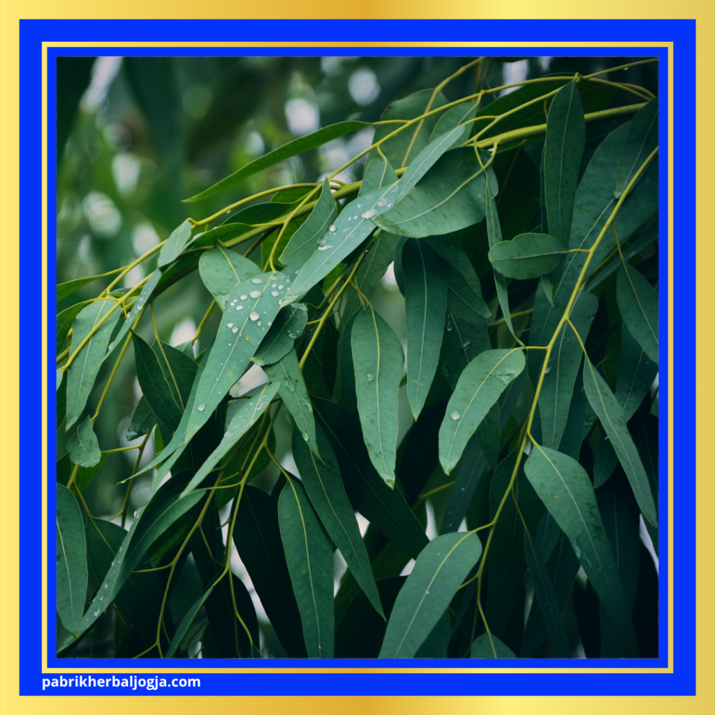 Cara Alami Mengobati Sinusitis