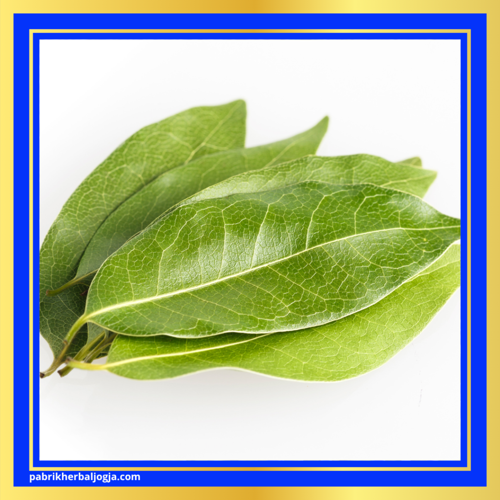 Obat Herbal Asam Urat