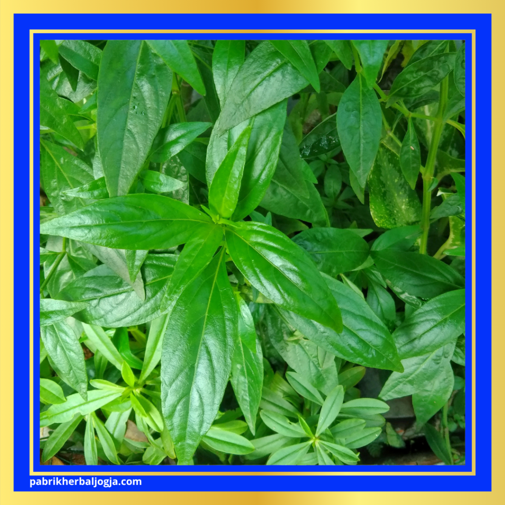 Obat Herbal Asam Urat