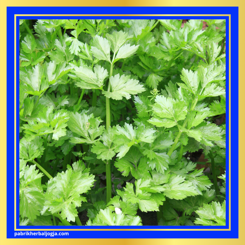 Obat Herbal Asam Urat