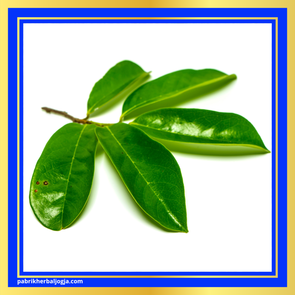 Obat Herbal Asam Urat