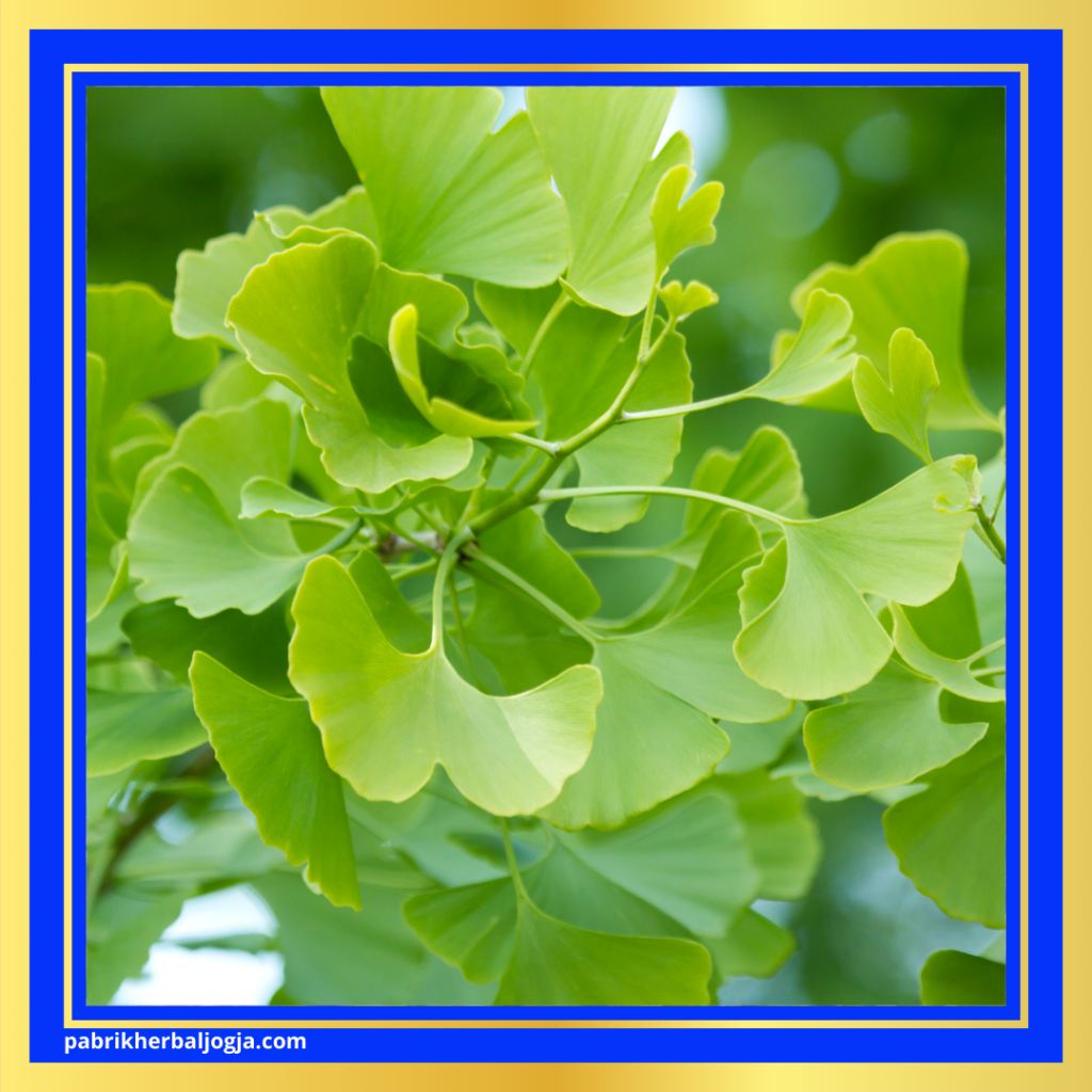 Herbal Melancarkan Peredaran Darah