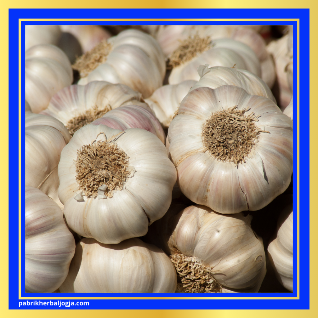 Herbal Melancarkan Peredaran Darah