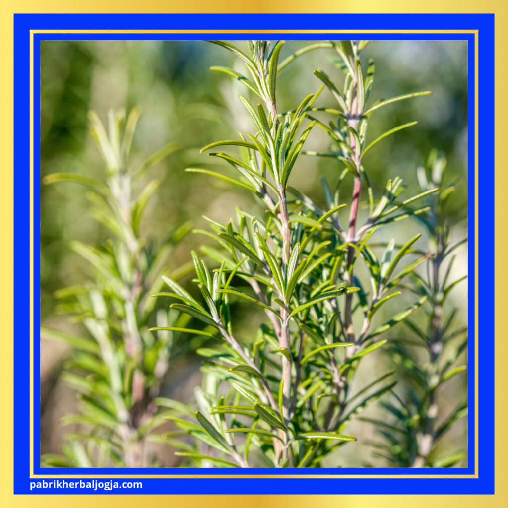 Herbal Melancarkan Peredaran Darah