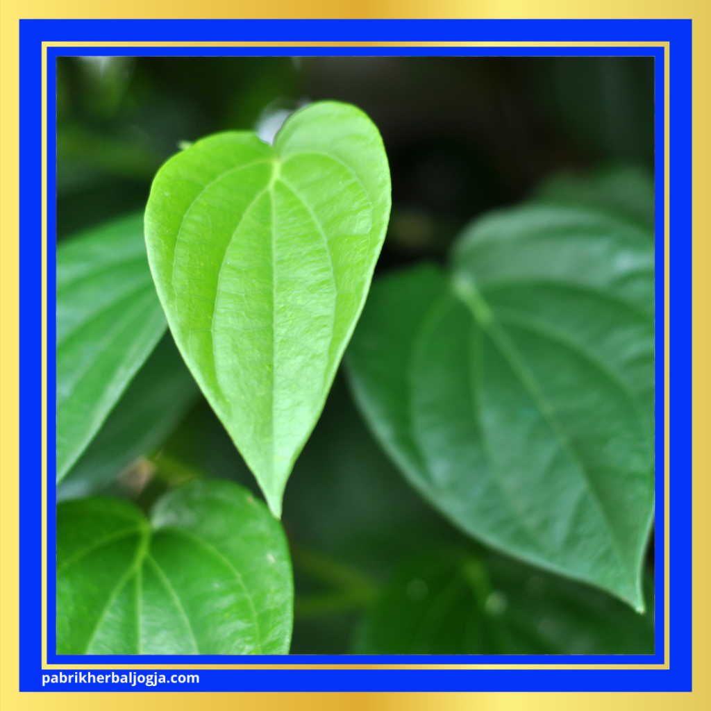 Ramuan Herbal untuk Batuk